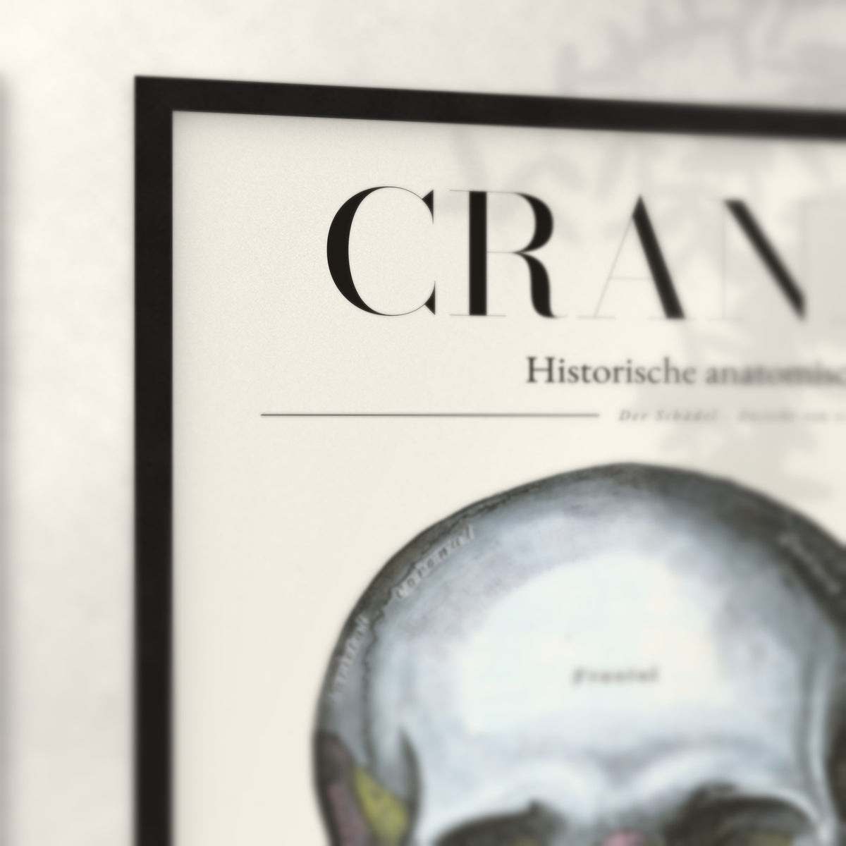 Nahaufnahme von Rahmenecke und Titel „Cranium – Der Schädel · Ansicht von vorn“