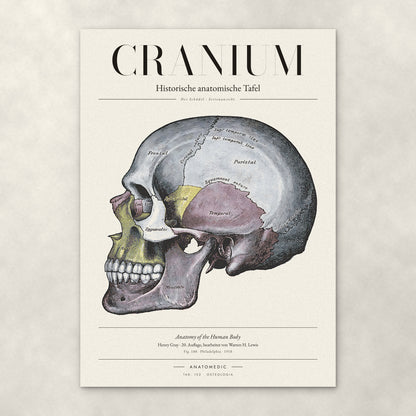 Cranium – Der Schädel · Seitenansicht – Anatomie-Poster von ANATOMEDIC, historische anatomische Tafel: Der Schädel · Seitenansicht