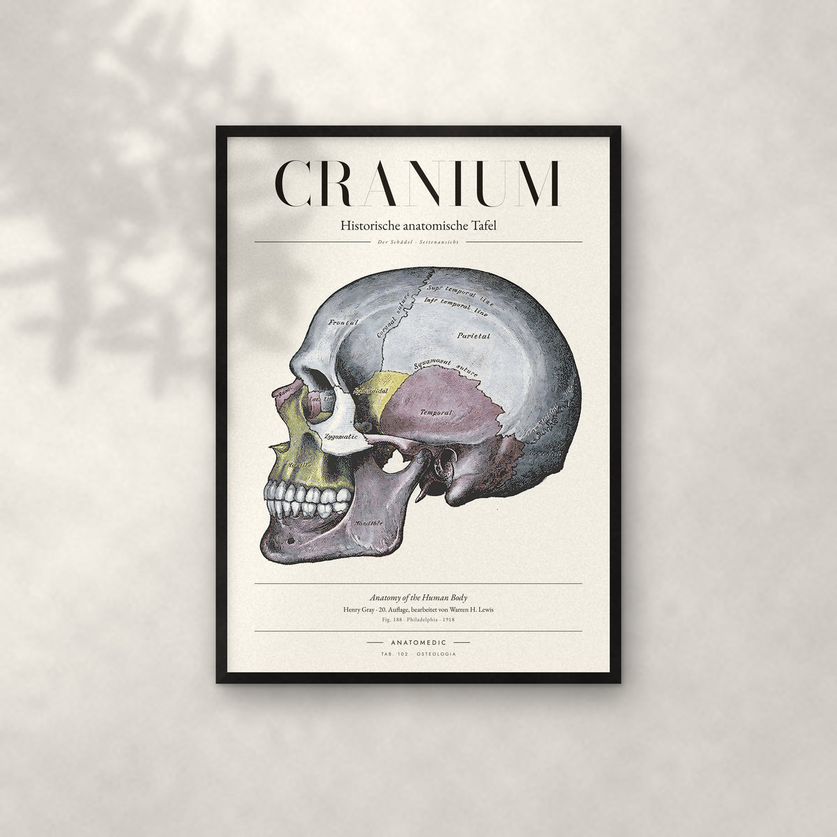 Cranium – Der Schädel · Seitenansicht Anatomie-Poster im schwarzen Rahmen an heller Wand