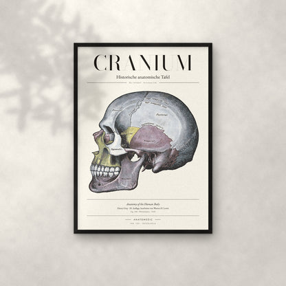 Cranium – Der Schädel · Seitenansicht Anatomie-Poster im schwarzen Rahmen an heller Wand