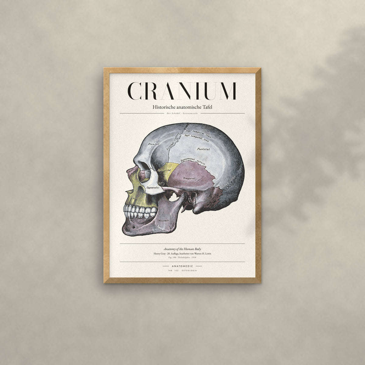 Cranium Anatomie-Poster im Eichenrahmen an heller Wand