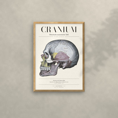 Cranium Anatomie-Poster im Eichenrahmen an heller Wand