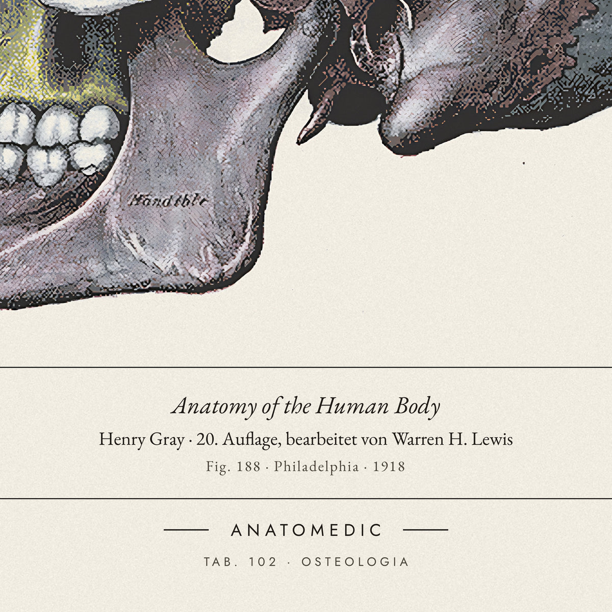 Nahaufnahme der Bildunterschrift: Anatomy of the Human Body · Henry Gray · 20. Auflage, bearbeitet von Warren H. Lewis, TAB. 102 · OSTEOLOGIA