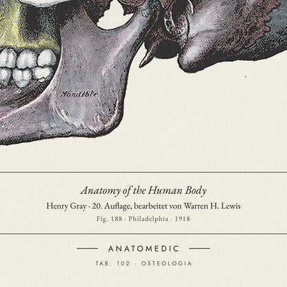 Nahaufnahme der Bildunterschrift: Anatomy of the Human Body · Henry Gray · 20. Auflage, bearbeitet von Warren H. Lewis, TAB. 102 · OSTEOLOGIA