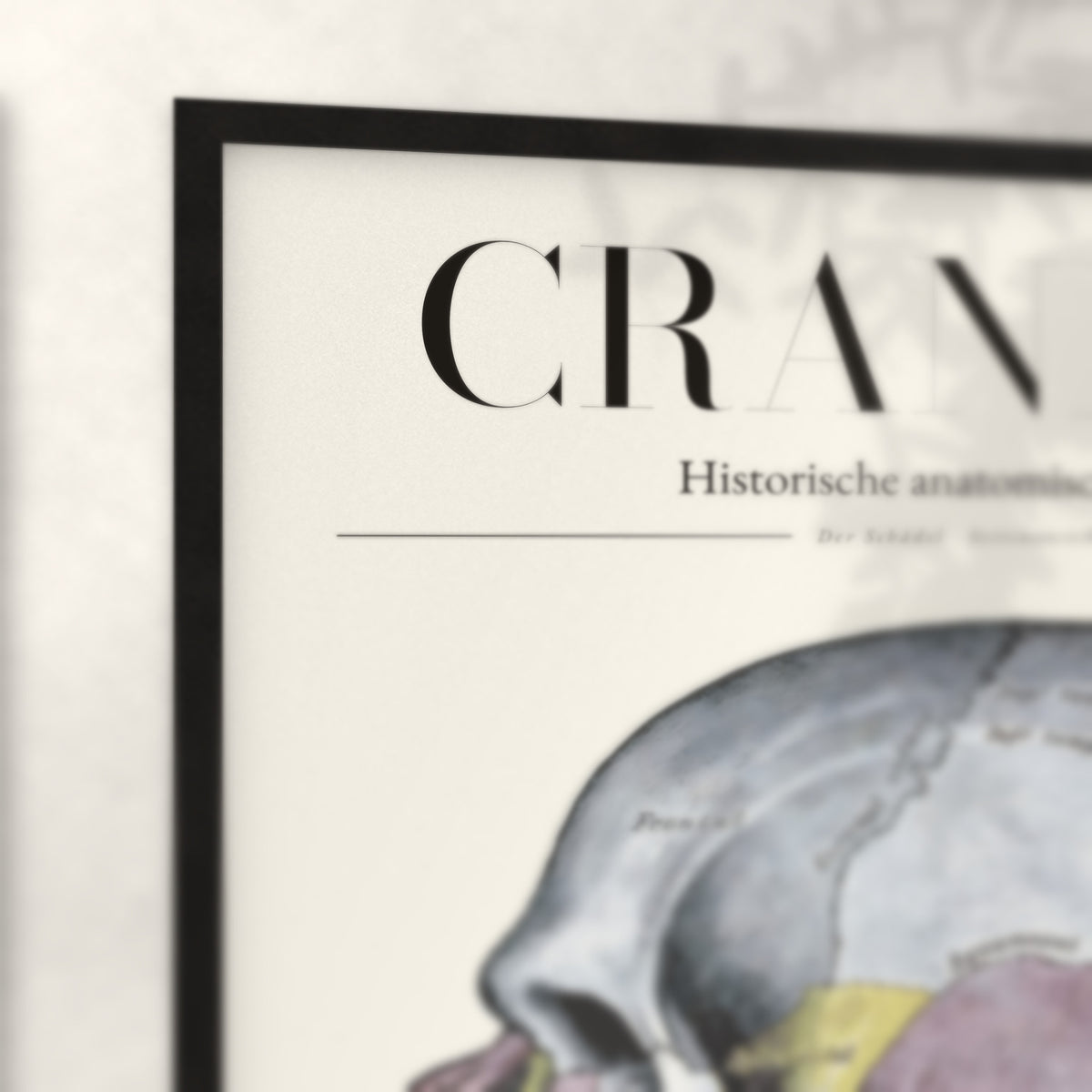 Nahaufnahme von Rahmenecke und Titel „Cranium – Der Schädel · Seitenansicht“