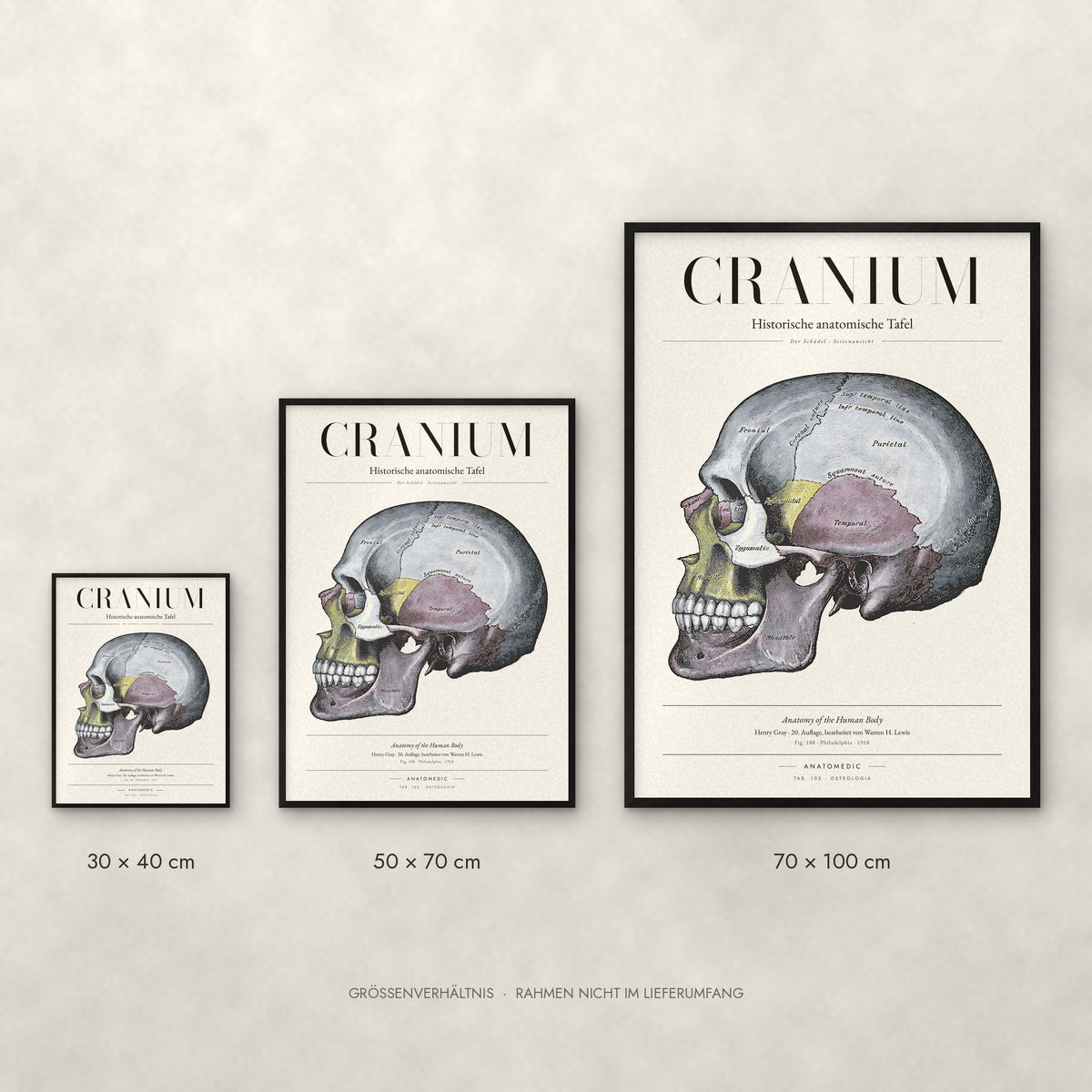 Cranium – Der Schädel · Seitenansicht Poster im Größenvergleich: 30 × 40, 50 × 70 und 70 × 100 cm