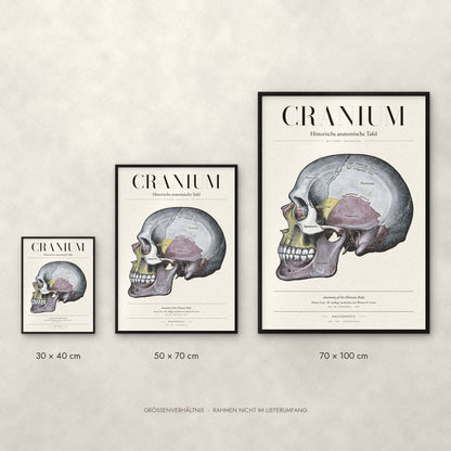 Cranium – Der Schädel · Seitenansicht Poster im Größenvergleich: 30 × 40, 50 × 70 und 70 × 100 cm