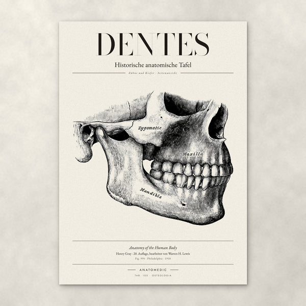 Dentes – Anatomie-Poster von ANATOMEDIC, historische anatomische Tafel: Zähne und Kiefer · Seitenansicht