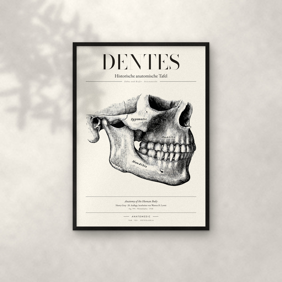 Dentes Anatomie-Poster im schwarzen Rahmen an heller Wand