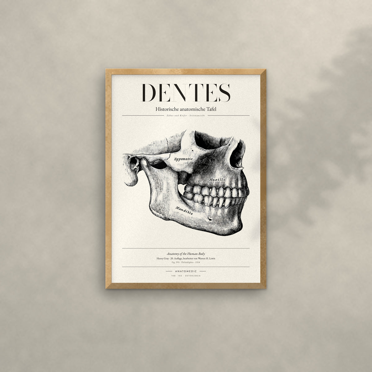 Dentes Anatomie-Poster im Eichenrahmen an heller Wand
