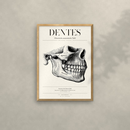 Dentes Anatomie-Poster im Eichenrahmen an heller Wand