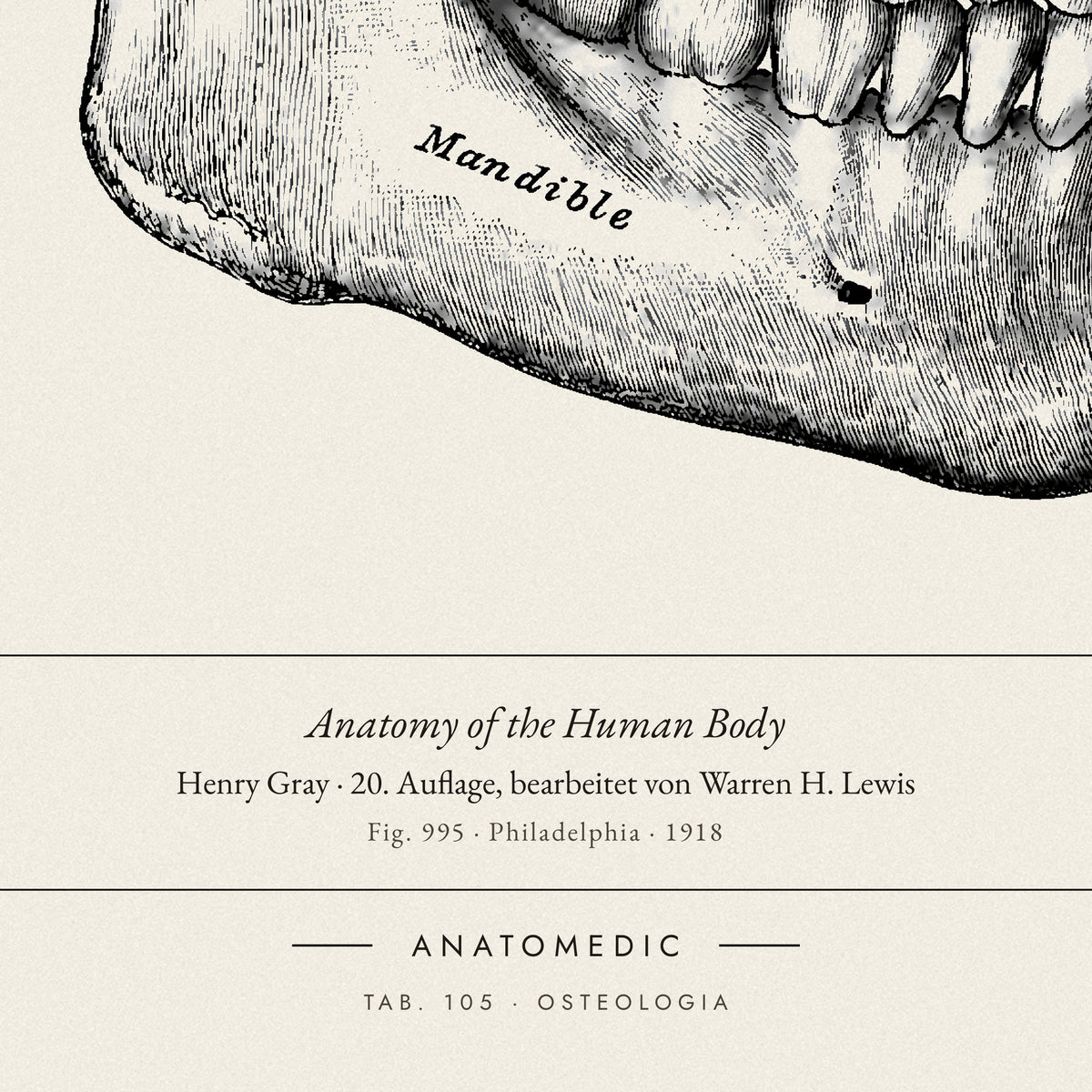 Nahaufnahme der Bildunterschrift: Anatomy of the Human Body · Henry Gray · 20. Auflage, bearbeitet von Warren H. Lewis, TAB. 105 · OSTEOLOGIA