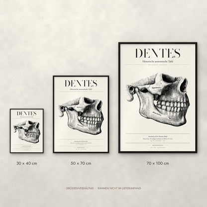 Dentes Poster im Größenvergleich: 30 × 40, 50 × 70 und 70 × 100 cm