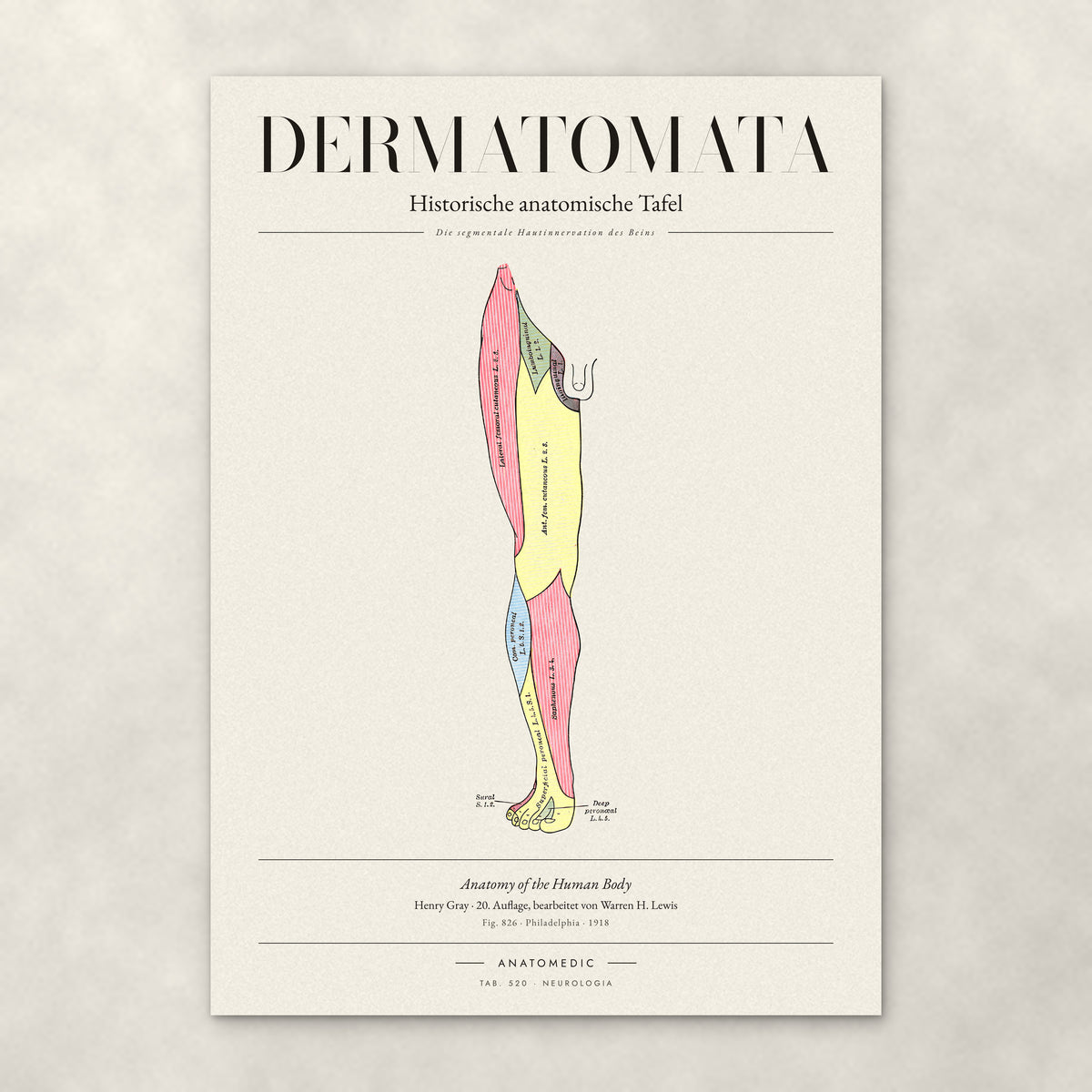 Dermatomata – Anatomie-Poster von ANATOMEDIC, historische anatomische Tafel: Die segmentale Hautinnervation des Beins