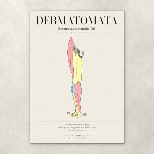 Dermatomata – Anatomie-Poster von ANATOMEDIC, historische anatomische Tafel: Die segmentale Hautinnervation des Beins