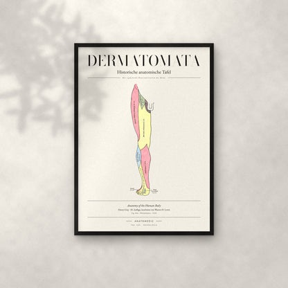 Dermatomata Anatomie-Poster im schwarzen Rahmen an heller Wand