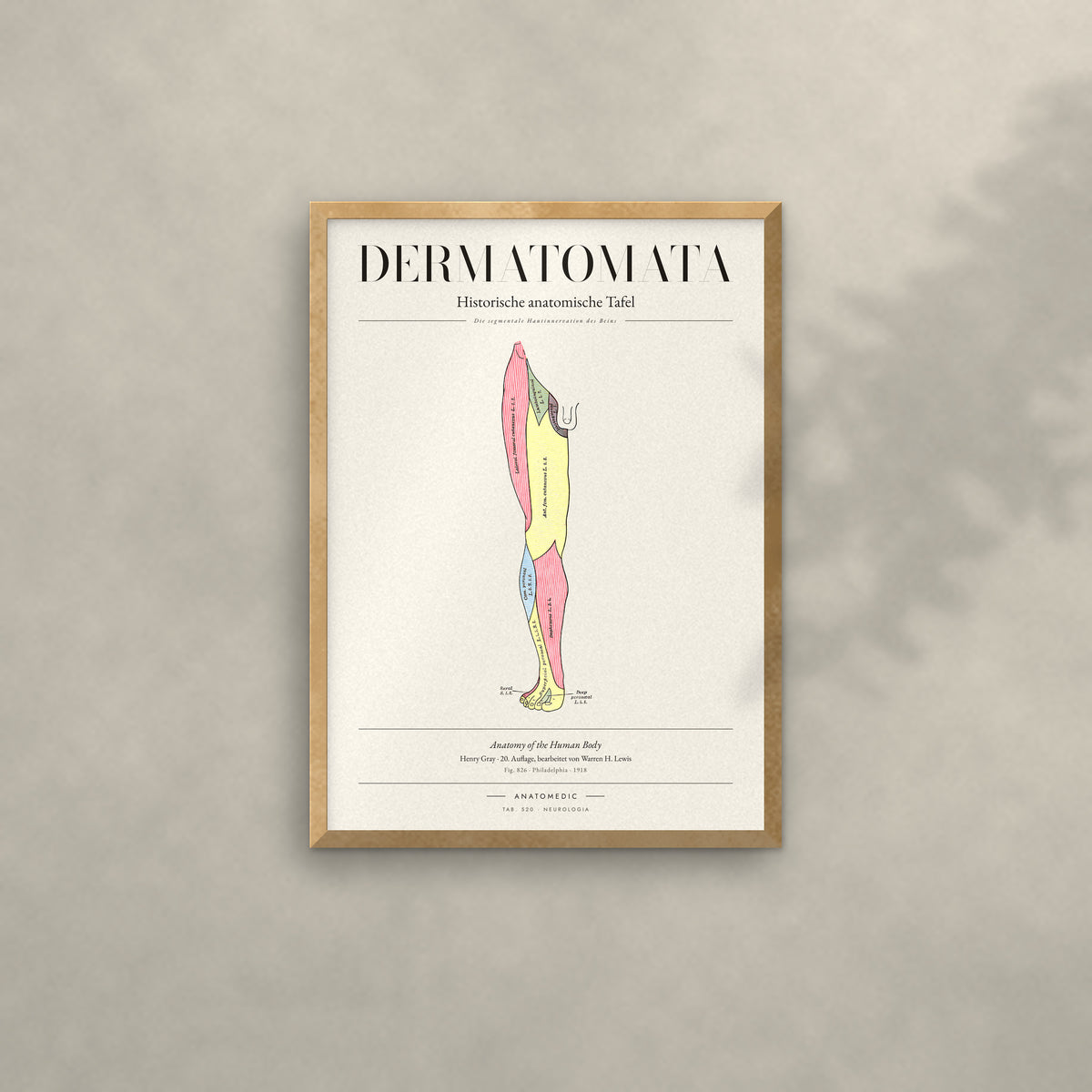 Dermatomata Anatomie-Poster im Eichenrahmen an heller Wand