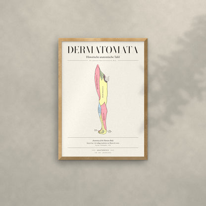 Dermatomata Anatomie-Poster im Eichenrahmen an heller Wand
