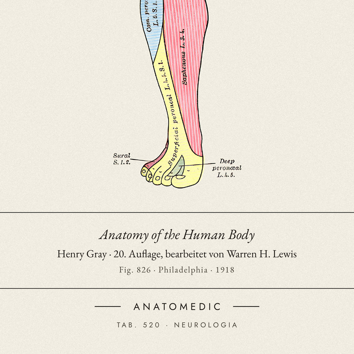 Nahaufnahme der Bildunterschrift: Anatomy of the Human Body · Henry Gray · 20. Auflage, bearbeitet von Warren H. Lewis, TAB. 520 · NEUROLOGIA