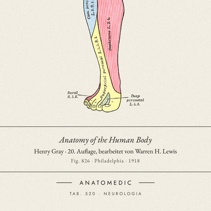 Nahaufnahme der Bildunterschrift: Anatomy of the Human Body · Henry Gray · 20. Auflage, bearbeitet von Warren H. Lewis, TAB. 520 · NEUROLOGIA