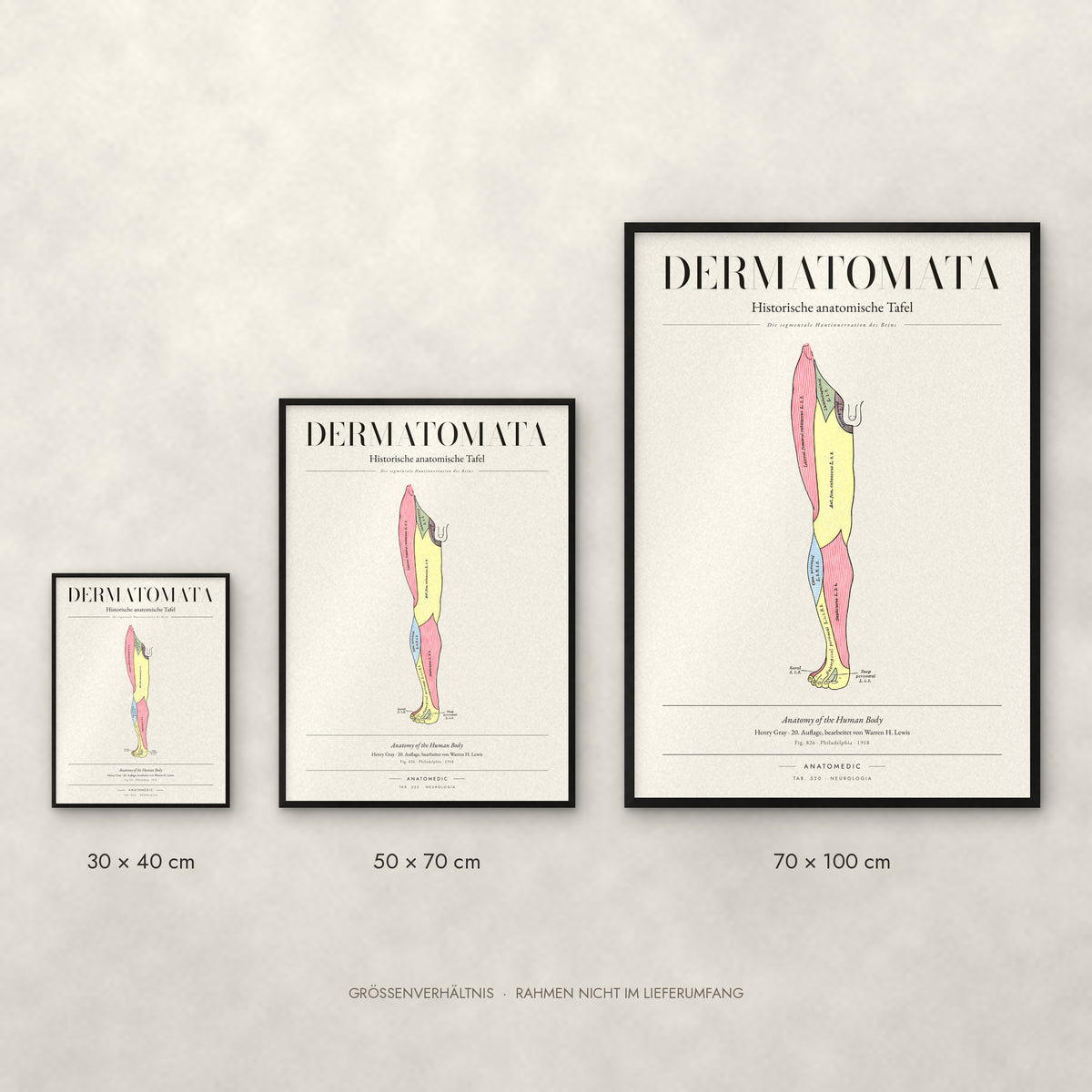 Dermatomata Poster im Größenvergleich: 30 × 40, 50 × 70 und 70 × 100 cm