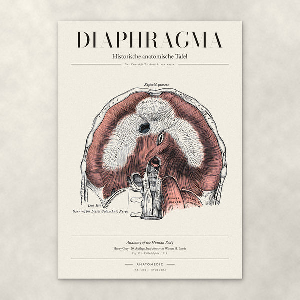 Diaphragma – Anatomie-Poster von ANATOMEDIC, historische anatomische Tafel: Das Zwerchfell · Ansicht von unten