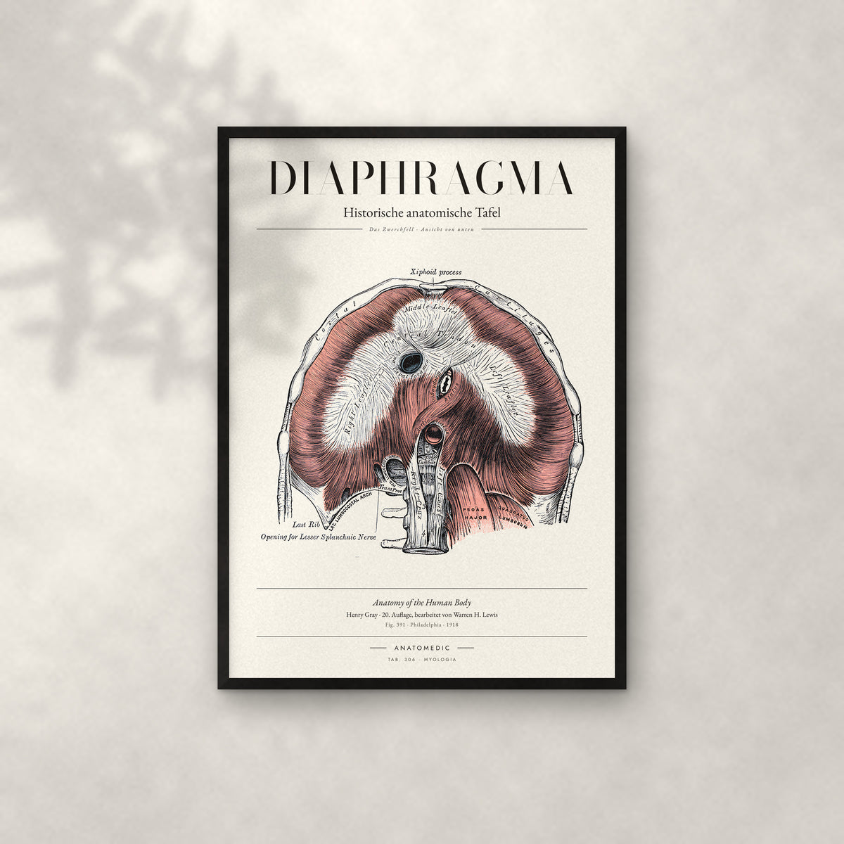 Diaphragma Anatomie-Poster im schwarzen Rahmen an heller Wand