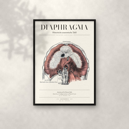Diaphragma Anatomie-Poster im schwarzen Rahmen an heller Wand