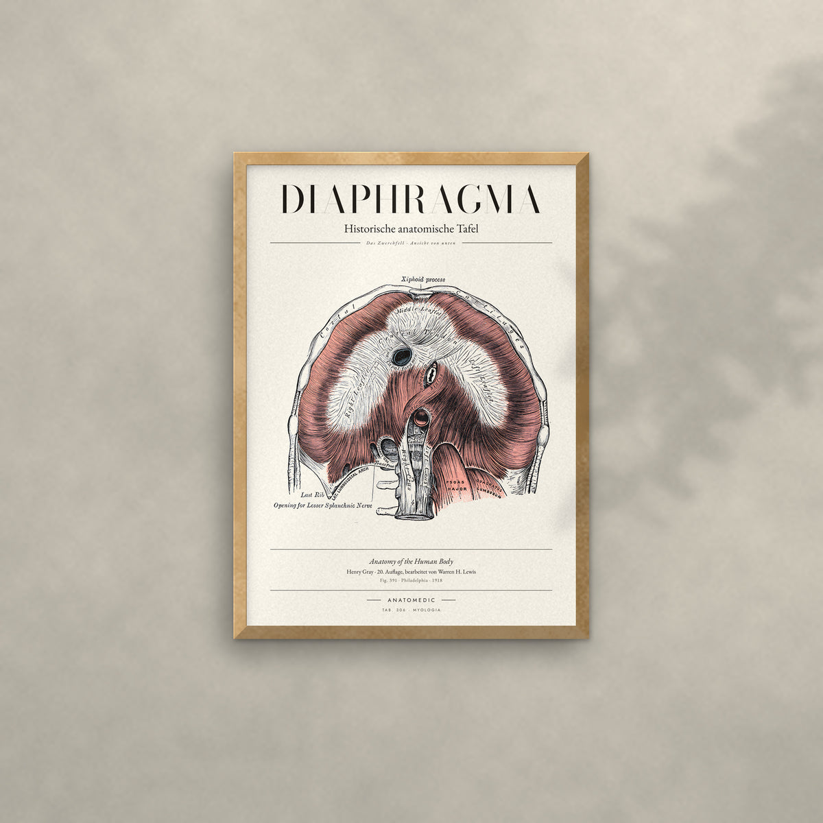Diaphragma Anatomie-Poster im Eichenrahmen an heller Wand