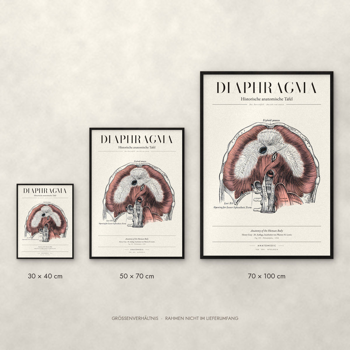 Diaphragma Poster im Größenvergleich: 30 × 40, 50 × 70 und 70 × 100 cm