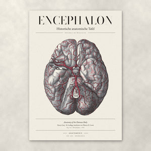 Encephalon – Anatomie-Poster von ANATOMEDIC, historische anatomische Tafel: Gehirnbasis mit Hirnarterien