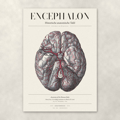 Encephalon – Anatomie-Poster von ANATOMEDIC, historische anatomische Tafel: Gehirnbasis mit Hirnarterien