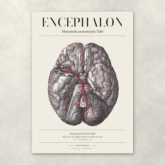 Encephalon – Anatomie-Poster von ANATOMEDIC, historische anatomische Tafel: Gehirnbasis mit Hirnarterien