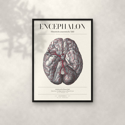 Encephalon Anatomie-Poster im schwarzen Rahmen an heller Wand