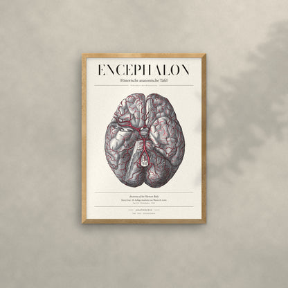 Encephalon Anatomie-Poster im Eichenrahmen an heller Wand