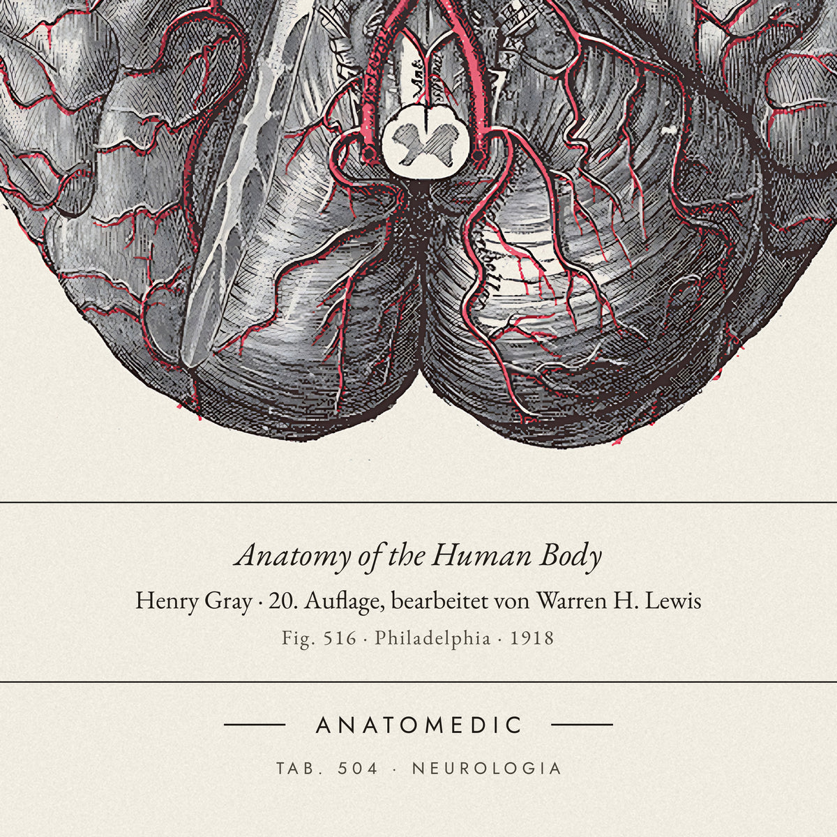 Nahaufnahme der Bildunterschrift: Anatomy of the Human Body · Henry Gray · 20. Auflage, bearbeitet von Warren H. Lewis, TAB. 504 · NEUROLOGIA