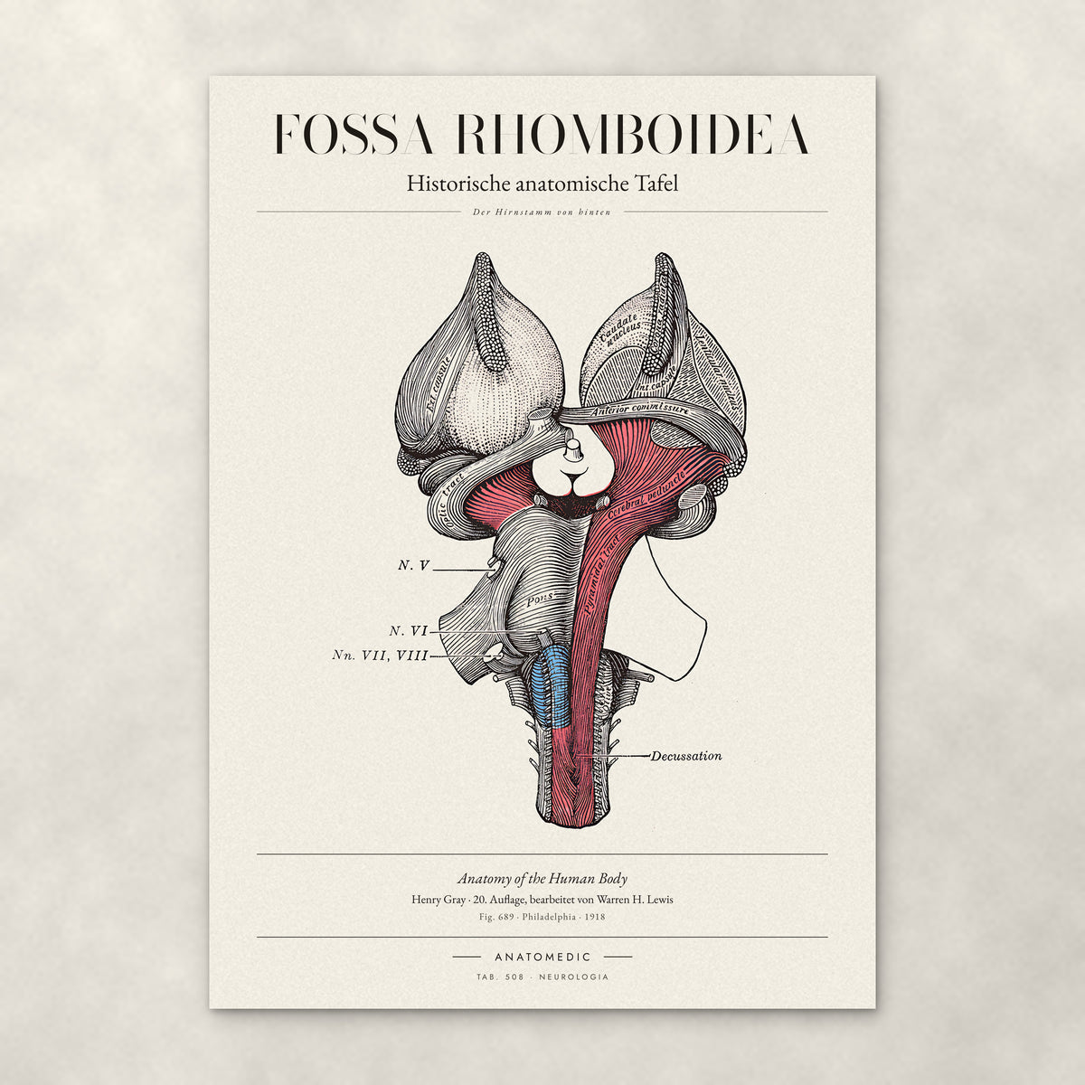 Fossa Rhomboidea – Anatomie-Poster von ANATOMEDIC, historische anatomische Tafel: Der Hirnstamm von hinten