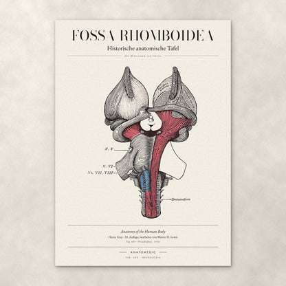 Fossa Rhomboidea – Anatomie-Poster von ANATOMEDIC, historische anatomische Tafel: Der Hirnstamm von hinten