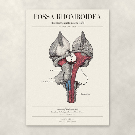 Fossa Rhomboidea – Anatomie-Poster von ANATOMEDIC, historische anatomische Tafel: Der Hirnstamm von hinten