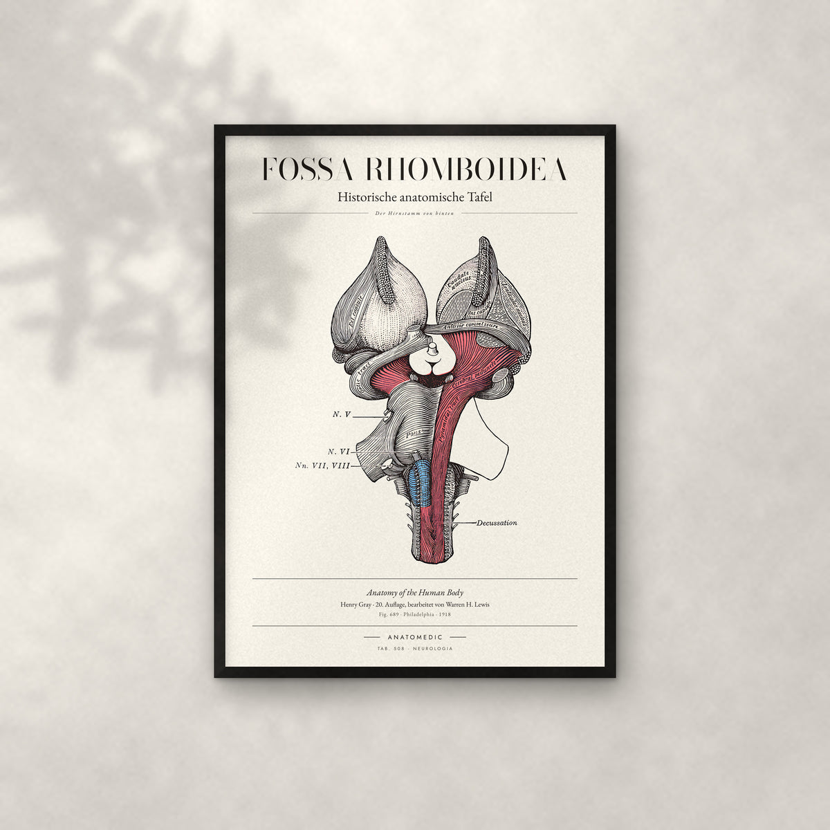 Fossa Rhomboidea Anatomie-Poster im schwarzen Rahmen an heller Wand