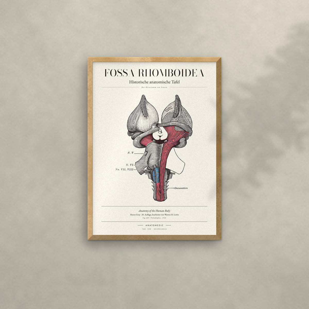 Fossa Rhomboidea Anatomie-Poster im Eichenrahmen an heller Wand
