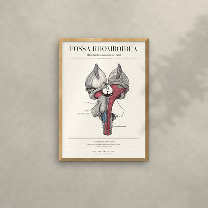 Fossa Rhomboidea Anatomie-Poster im Eichenrahmen an heller Wand