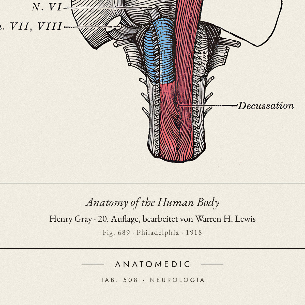 Nahaufnahme der Bildunterschrift: Anatomy of the Human Body · Henry Gray · 20. Auflage, bearbeitet von Warren H. Lewis, TAB. 508 · NEUROLOGIA
