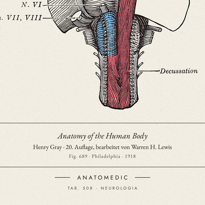 Nahaufnahme der Bildunterschrift: Anatomy of the Human Body · Henry Gray · 20. Auflage, bearbeitet von Warren H. Lewis, TAB. 508 · NEUROLOGIA