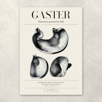 Gaster – Anatomie-Poster von ANATOMEDIC, historische anatomische Tafel: Der eröffnete Magen in drei Ansichten