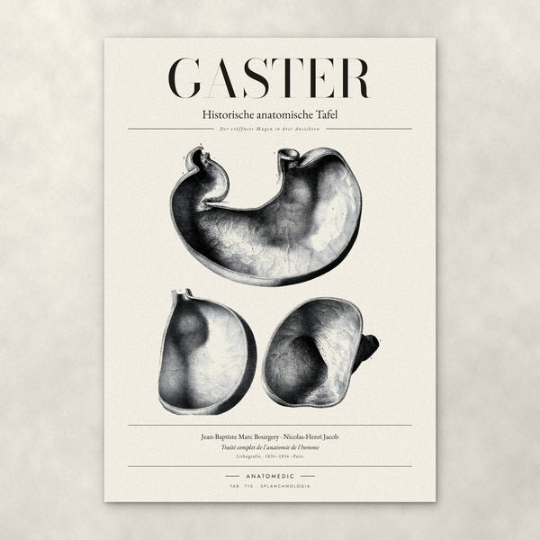 Gaster – Anatomie-Poster von ANATOMEDIC, historische anatomische Tafel: Der eröffnete Magen in drei Ansichten