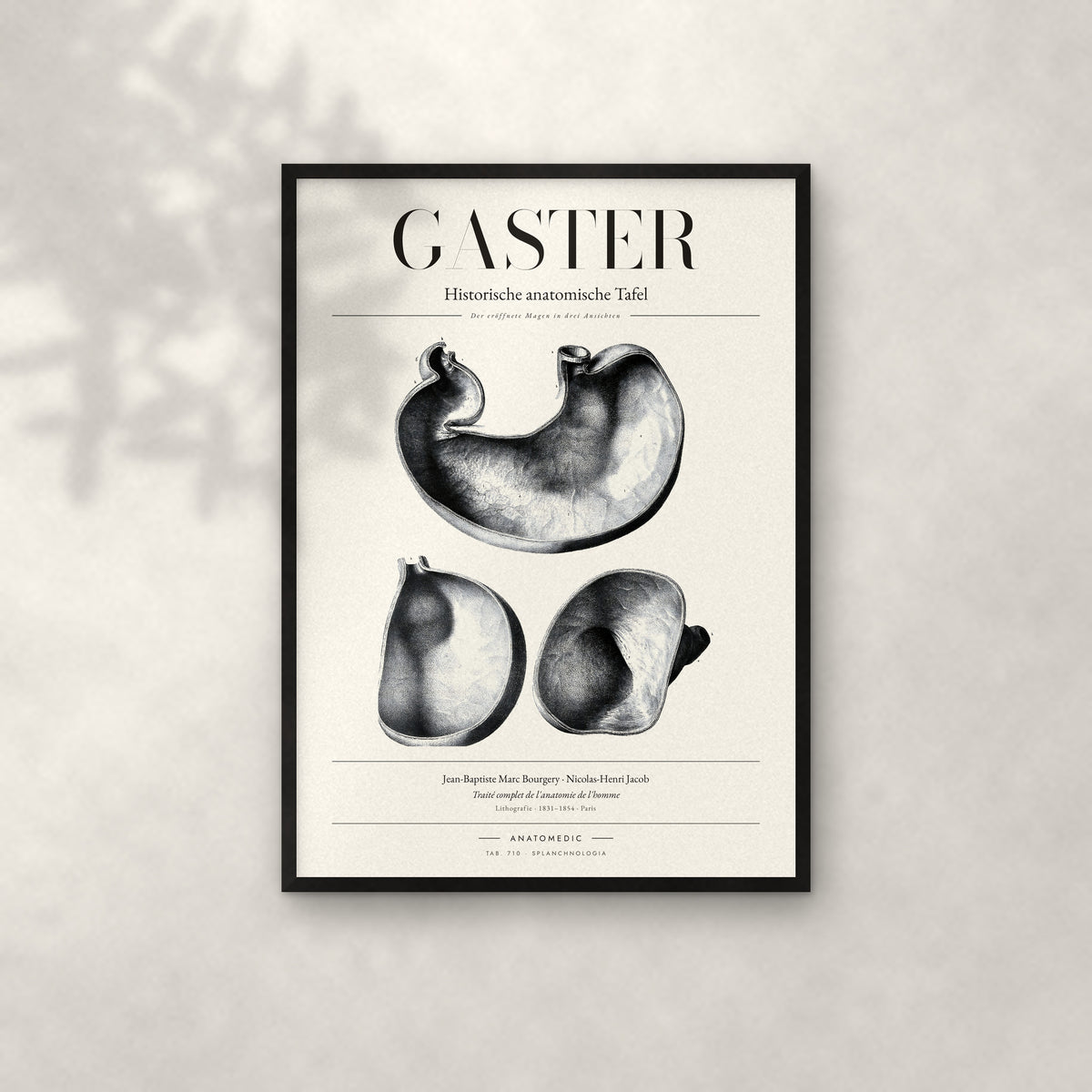 Gaster Anatomie-Poster im schwarzen Rahmen an heller Wand