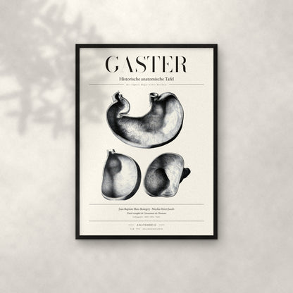 Gaster Anatomie-Poster im schwarzen Rahmen an heller Wand