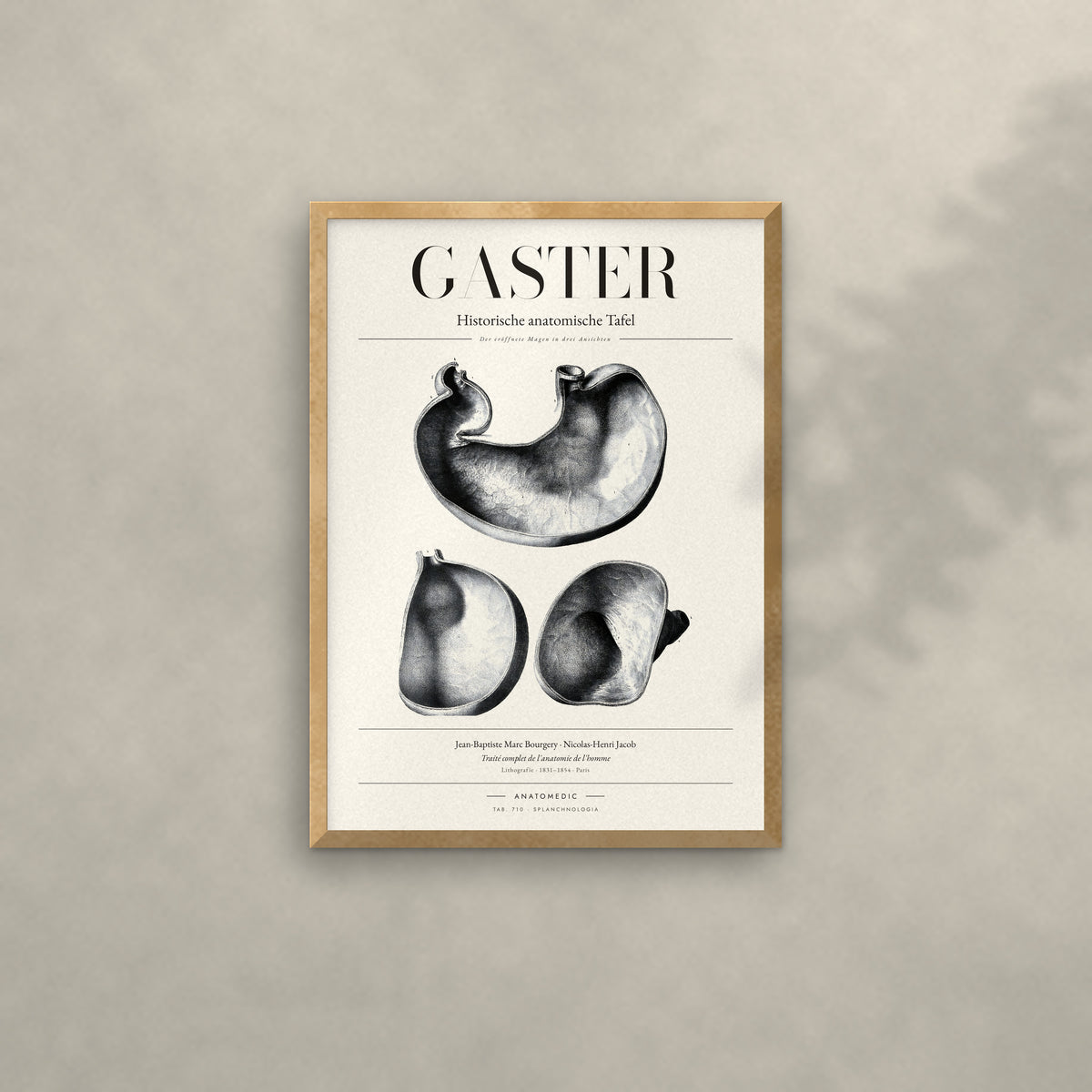 Gaster Anatomie-Poster im Eichenrahmen an heller Wand