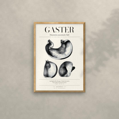 Gaster Anatomie-Poster im Eichenrahmen an heller Wand